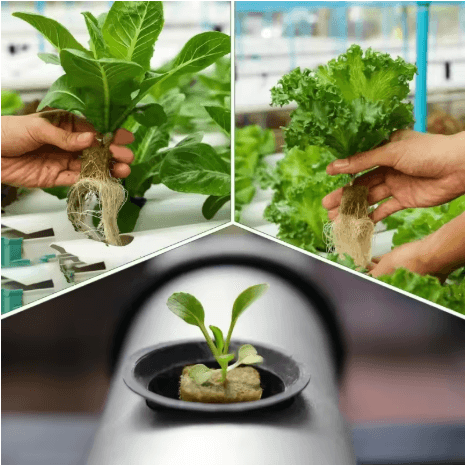 Doskonałe warunki do kiełkowania i wzrostu roślin dzięki PlantCore