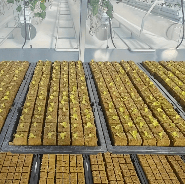 Doskonałe warunki do kiełkowania i wzrostu roślin dzięki PlantCore