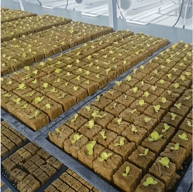 Doskonałe warunki do kiełkowania i wzrostu roślin dzięki PlantCore